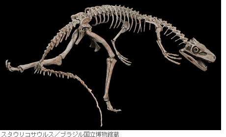 スタウリコサウルス／ブラジル国立博物館蔵