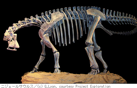 ニジェールサウルス／(c) G.Lyon, courtesy Project Exploration