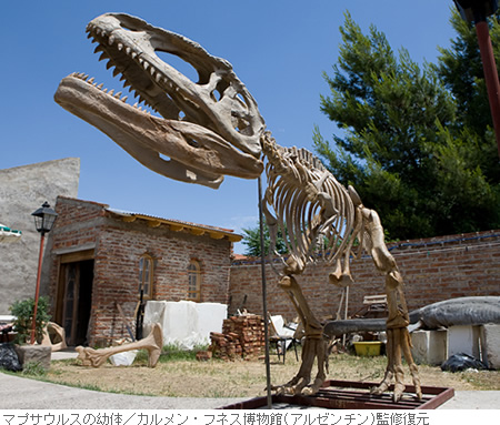 マプサウルスの幼体／カルメン・フネス博物館(アルゼンチン)監修復元
