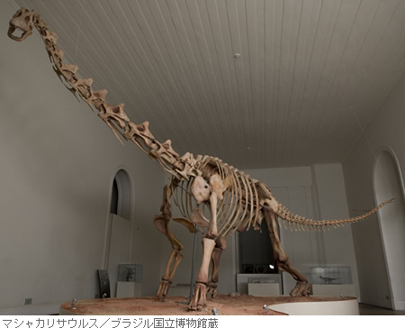 マシャカリサウルス／ブラジル国立博物館蔵