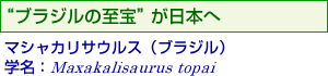 「ブラジルの至宝」が日本へ／マシャカリサウルス（ブラジル）／学名：Maxakalisaurus topai