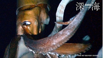 深海のダイオウイカ